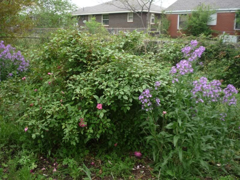 May 2013 photo may-13-025.jpg